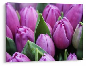 Obraz - kwiaty tulipanów (70x50 cm)
