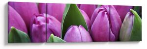 Obraz - kwiaty tulipanów (170x50 cm)