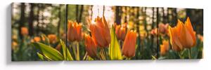 Obraz - kwiaty tulipanów (170x50 cm)