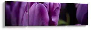 Obraz kwiatów tulipanów (170x50 cm)