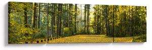 Obraz - las jesienią (170x50 cm)