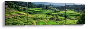 Obraz pól ryżowych (170x50 cm)