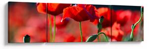 Obraz - maki (170x50 cm)