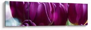 Obraz tulipanów (170x50 cm)