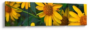 Obraz żółtych kwiatów (170x50 cm)
