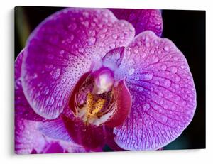 Zbliżenie kwiatu orchidei (70x50 cm)