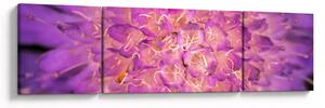 Szczegółowy obraz kwiatu (170x50 cm)
