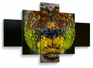Szczegółowy obraz oczu owadów (125x70 cm)