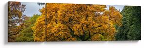 Obraz drzewa (170x50 cm)