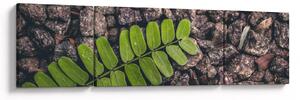 Obraz zielonej rośliny (170x50 cm)