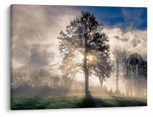 Obraz drzewa we mgle (70x50 cm)