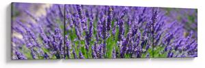 Obraz - lawenda (170x50 cm)