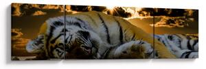 Obraz śpiącego tygrysa (170x50 cm)