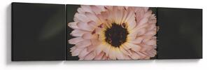 Obraz pomarańczowego kwiatu (170x50 cm)