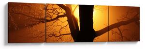 Obraz drzewa o zachodzie słońca (170x50 cm)