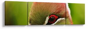 Obraz kolorowego ptaka (170x50 cm)
