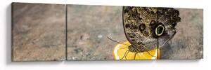 Obraz motyla (170x50 cm)