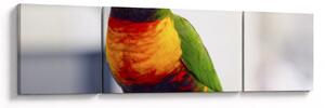 Obraz papugi (170x50 cm)