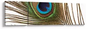 Obraz pawich piór (170x50 cm)