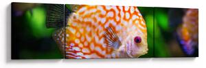 Obraz ryby (170x50 cm)