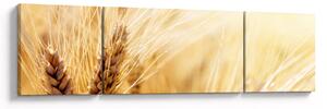 Obraz - szczegóły ziarna (170x50 cm)
