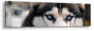 Obraz psa husky (170x50 cm)