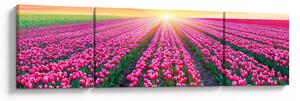 Obraz pole tulipanów ze słońcem (170x50 cm)