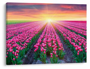 Obraz pole tulipanów ze słońcem (70x50 cm)