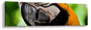 Obraz papugi (170x50 cm)