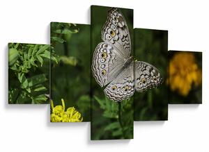 Obraz - biały motyl (125x70 cm)