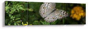 Obraz - biały motyl (170x50 cm)