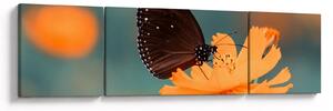Obraz - motyl na pomarańczowym kwiatku (170x50 cm)