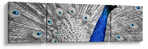 Obraz - niebieski paw (170x50 cm)