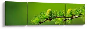 Obraz zielonej szyszki (170x50 cm)