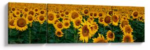Obraz pola słoneczników (170x50 cm)