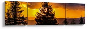 Obraz - drzewa iglaste (170x50 cm)