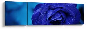 Obraz niebieskiej róży (170x50 cm)