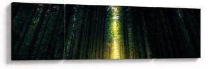 Obraz ciemnego lasu (170x50 cm)