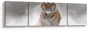 Obraz tygrysa biegnącego po śniegu (170x50 cm)