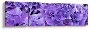 Obraz fioletowych kwiatów (170x50 cm)