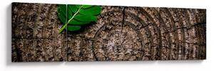 Obraz liścia na pniu drzewa (170x50 cm)