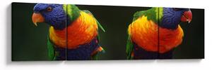 Obraz papug (170x50 cm)