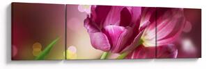 Obraz różowych tulipanów (170x50 cm)