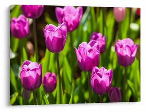 Obraz tulipanów na łące (70x50 cm)