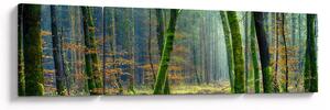 Obraz lasu (170x50 cm)