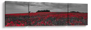 Obraz maków (170x50 cm)