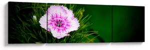 Obraz kwiatu róży (170x50 cm)