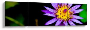 Obraz kwiatu (170x50 cm)