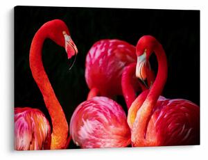 Obraz czerwonych flamingów (70x50 cm)