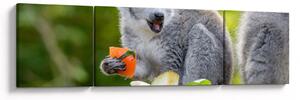 Obraz lemura (170x50 cm)